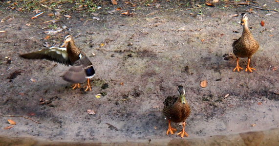 [All three ducklings are on the dirt near the water's edge. Minnie on the left has her wings fully outstretched as she stands upright. Her two siblings stand on the ground in normal duck positions.]